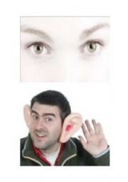 English Worksheet: Senses