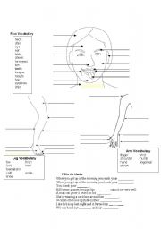 English Worksheet: Human Body Vocabulary