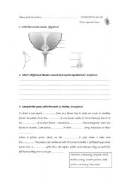 English worksheet: Planr reproduction test