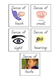 English Worksheet: Senses