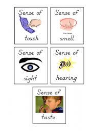 Senses