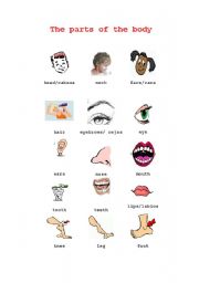 English Worksheet: parts of the body