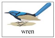 English Worksheet: Birds Flashcards