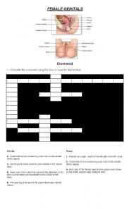 MALE & FEMALE GENITALS