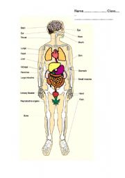 English Worksheet: part of body