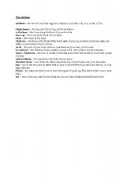 English Worksheet: The skeleton