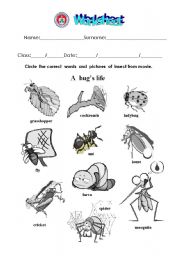 English Worksheet: insects