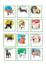 English Worksheet: Dog breeds