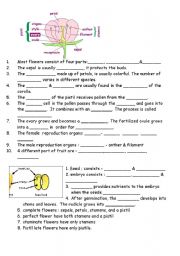 English Worksheet: Flower diagram