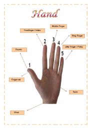 English Worksheet: Vocabulary about hand