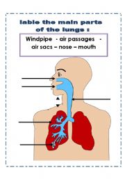 lungs worksheet