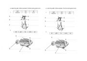 English Worksheet: Label parts of animal