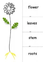English Worksheet: flower parts