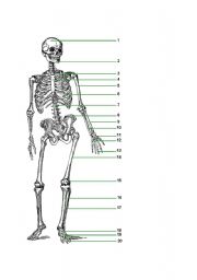 English Worksheet: Humans body part