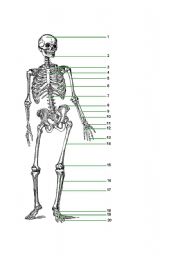 English worksheet: Humans body part