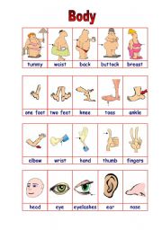 English Worksheet: parts of the body 1/2 (15.08.09)