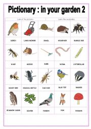 English Worksheet: PICTIONARY IN YOUR GARDEN 2