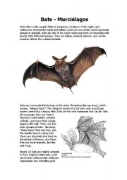 English worksheet: Bats