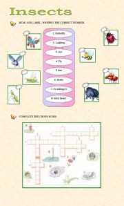 English Worksheet: insects