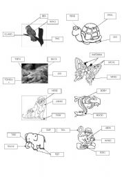 animal body parts worksheets