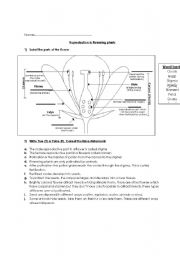 English Worksheet: Reproduction in flowering plants Worksheet 1