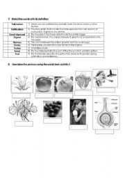 English worksheet: reproduction in flowering plants worksheet 2