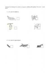 English Worksheet: life cycles