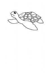 English Worksheet: color turtle worksheet