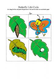 English Worksheet: Butterfly life cycle