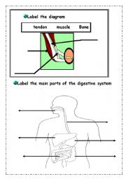 English Worksheet: skeleton2