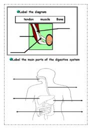 English worksheet: skeleton2