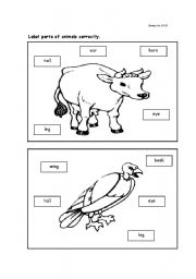 English worksheet: Parts of animal