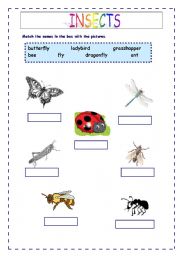 English worksheet: INSECT