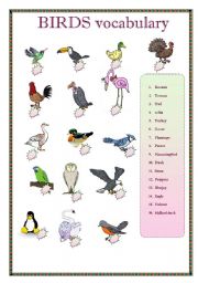English Worksheet: BIRDS VOCABULARY