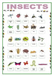 English Worksheet: Insects Picture Vocabulary