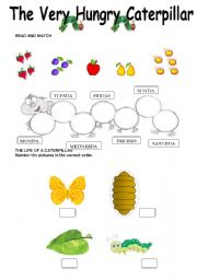 English Worksheet: The Very Hungry Caterpillar - Worksheet - 