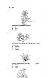 English worksheet: Plant( Activity 1 )