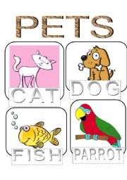 animals flashcard