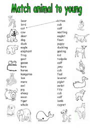 English Worksheet: animal young