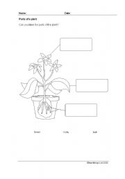 English Worksheet: plants