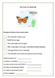 Life cycle of a butterfly