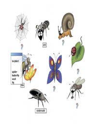 English Worksheet: Animals