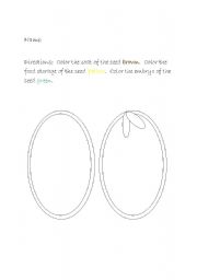 English Worksheet: Parts of a Pinto Bean