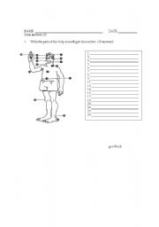 English Worksheet: Parts of the body