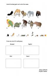 English worksheet: animals