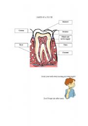 English worksheet: parts of a tooth