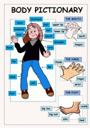 English Worksheet: BODY PICTIONARY