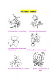 English Worksheet: The national flower