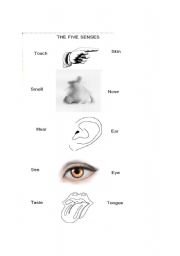 English worksheet: The five senses