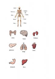 English Worksheet: Human Body - Pictionary (4/4)